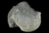 Huge, Pyrite Replaced Brachiopod (Paraspirifer) Fossil - Ohio #142144-1